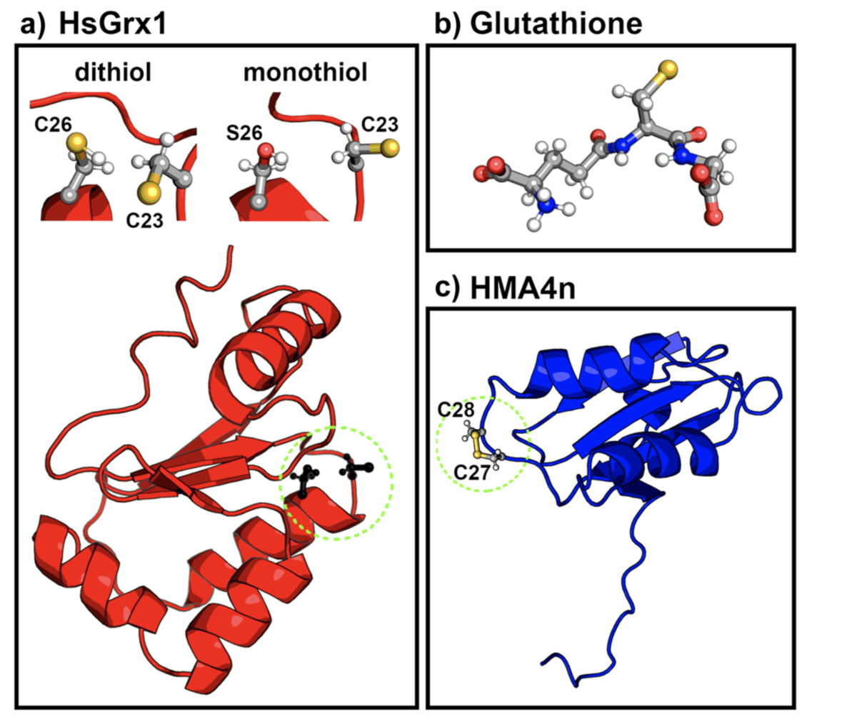 (a) Wild-type human dithiol HsGrx1 with two cysteines in the active site and monothiol HsGrx1 in which the C-terminal cysteine has been mutated to a serine.  (b)  The co-substrate GSH in its anionic form GS. (c) The protein substrate HMA4n.