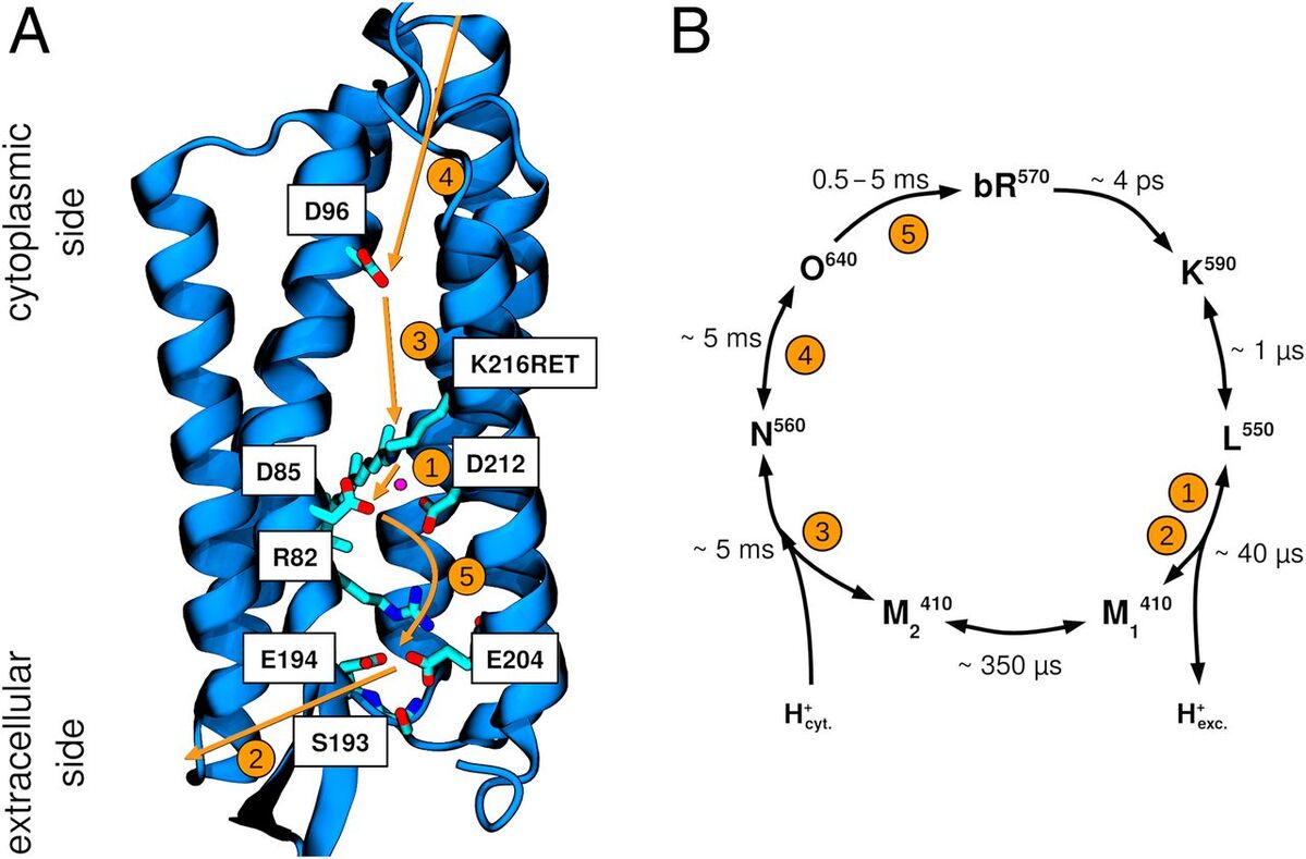 Three-dimensional structure of the bR state and the photocycle at pH ≥ 6.
