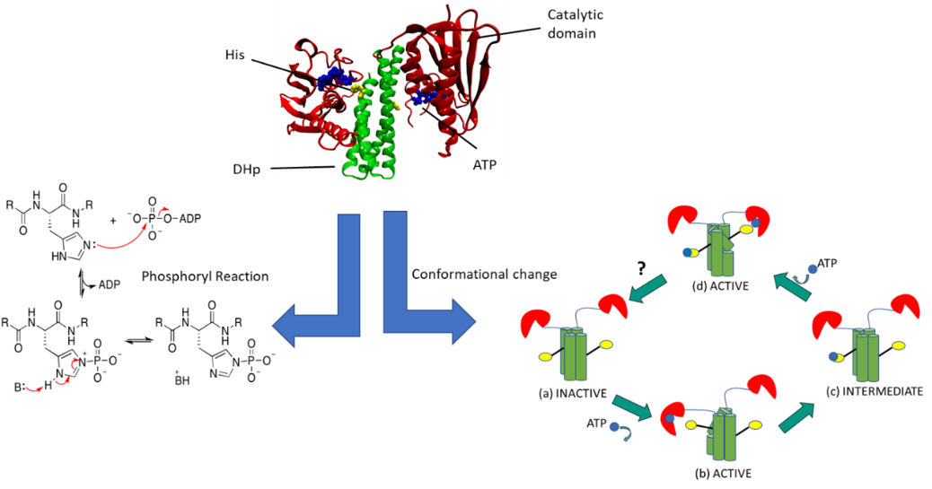 The-Kinase-Activity-can-be-splitted-up-to-two-segments-A.-Reaction-QMMM-model-and-B.-Conformational-Change-coarse-grained-model.