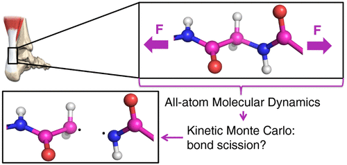 Hybrid Kinetic Monte Carlo/Molecular Dynamics Simulations of Bond Scissions in Proteins.