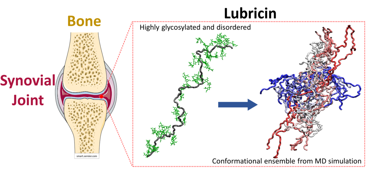 Synovial joint and Lubricin protein.